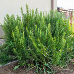 Rosemary Plants Live in Pot, 6 to 8 Inches Tall Fragrant Herb Rosemary Plant Indoor Outdoor Plant, 2 Plants per Pot