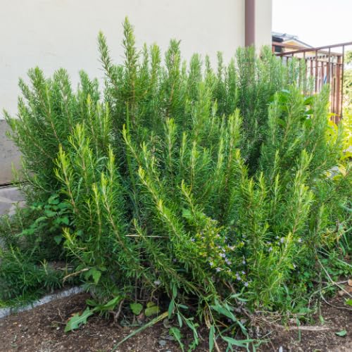 Rosemary Plants Live in Pot, 6 to 8 Inches Tall Fragrant Herb Rosemary Plant Indoor Outdoor Plant, 2 Plants per Pot