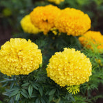 2 Yellow Marigold Plants Live, Marigold Flowers Live Plants, Perennial Flower Garden, Hanging Basket