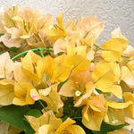 Combo 2 Bougainvillea Plants Live Trees, Outdoor Bougainvillea Plant for Trailing Flowering Vines or Bush Tree, 5-10” Tall, Well-Rooted Bougainvillea Yellow