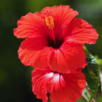 2 Red Hibiscus Tree Live Plant, Hardy Hibiscus Plants Live, 8 to 11 Inches, Hibiscus Shrub Tree for Garden