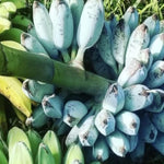 Blue Ice Cream Banana Plant Live, 4-6" Tall Well-Rooted for Indoor Tropical Displays, Cold Hardy Banana Fruit Tree