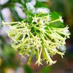 Jasmine Vine Plants Live, 3 Cestrum Nocturnum Plant, Night Blooming Jasmine Live Plant