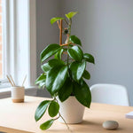 Hoya Quinquenervia Live Plant, Hoya Plants Live Houseplants, Five Veined Foliage, Hoyas Live Plant for Home Decoration, 5 to 7 Inches Tall