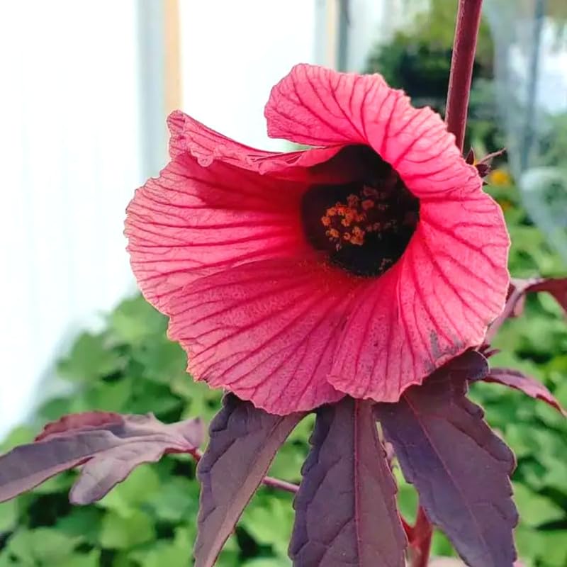 Hibiscus Plants Live, 02 Cranberry Hibiscus Live Plants, Pink Hibiscus Plants, 4 to 6 Inches Tall, Hibiscus Flowers Plants for Gardening Outdoor Indoor