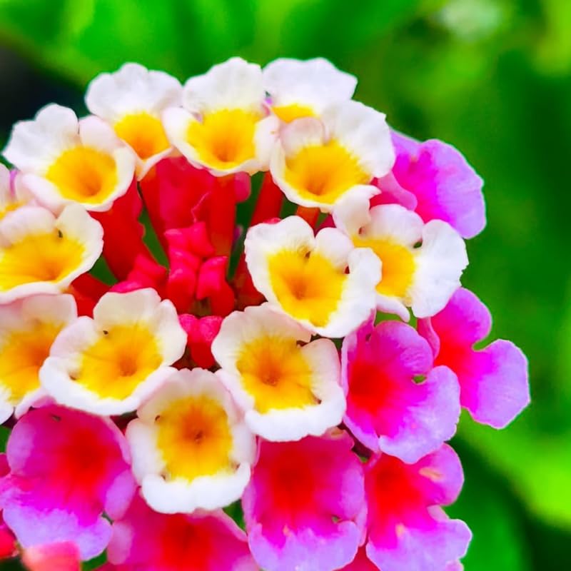 4 Colorful Perennial Lantana Trees Live Plants, Rose Blooms, Hardy and Long Blooming Seasons, Fragrant, 5-10" in Tall, Full Sun Growing