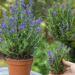 Rosemary Plants Live in Pot, 6 to 8 Inches Tall Fragrant Herb Rosemary Plant Indoor Outdoor Plant, 2 Plants per Pot