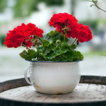 Set 5 Red Geranium Cuttings, 8-10 Inches Tall Geranium Plant Cutting for Planting, Unrooted