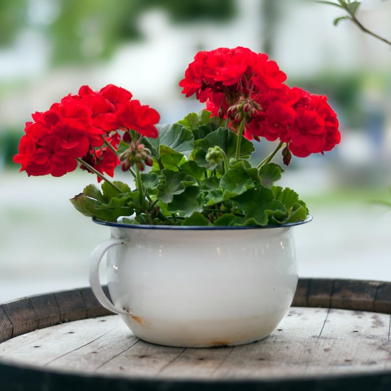 Set 5 Red Geranium Cuttings, 8-10 Inches Tall Geranium Plant Cutting for Planting, Unrooted