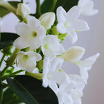 Jasmine Plant Live, White Jasmine Live Plant Between 5 and 7 Inc Tall Outdoor Planting Indoor