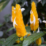 2 Golden Shrimp Plants Live, Yellow Shrimp Plants, 4 to 6 Inches in Height, Live Shrimp Plant Indoor, Shrimp Live Plant for Garden
