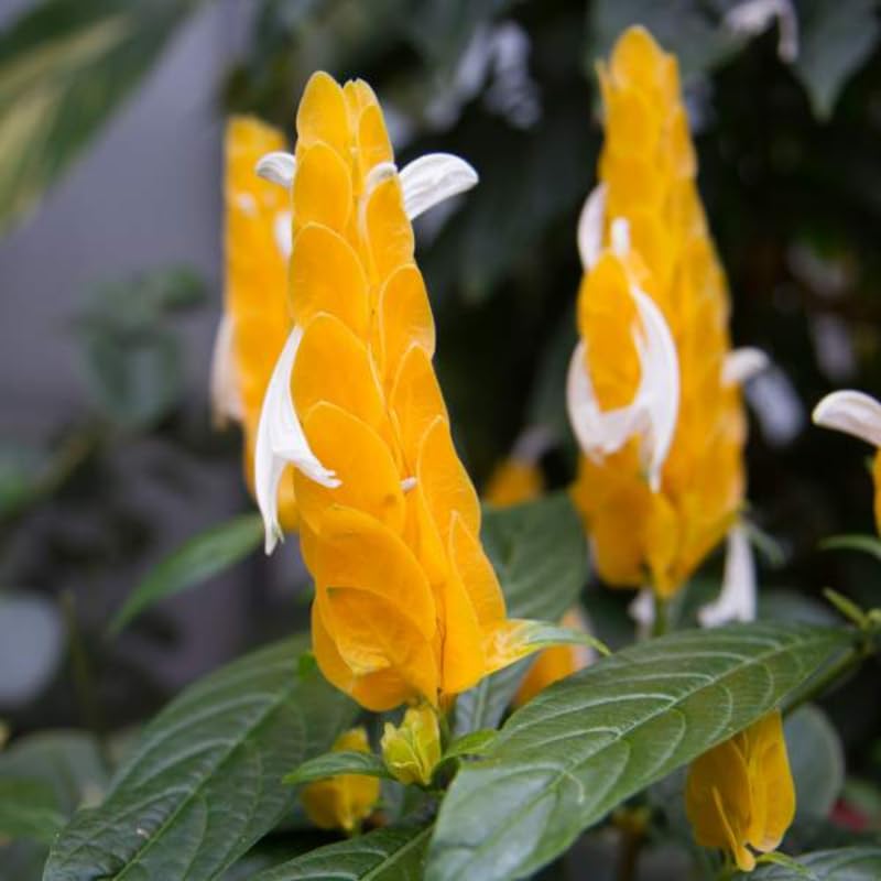 2 Golden Shrimp Plants Live, Yellow Shrimp Plants, 4 to 6 Inches in Height, Live Shrimp Plant Indoor, Shrimp Live Plant for Garden
