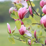 Ann Magnolia Tree, Dormant Magnolia Flowering Shrub Bush in 2.5'' Pot, Well Rooted Magnolia to Grow in Container, Garden