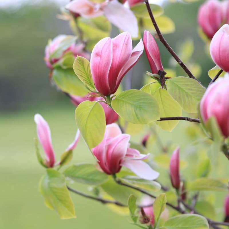 Ann Magnolia Tree, Dormant Magnolia Flowering Shrub Bush in 2.5'' Pot, Well Rooted Magnolia to Grow in Container, Garden