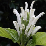 2 Shrimp Live Plants, Perennial Shrimp Plants Shrub, Justica Brandegeana Bush 4-8 Inches (White)