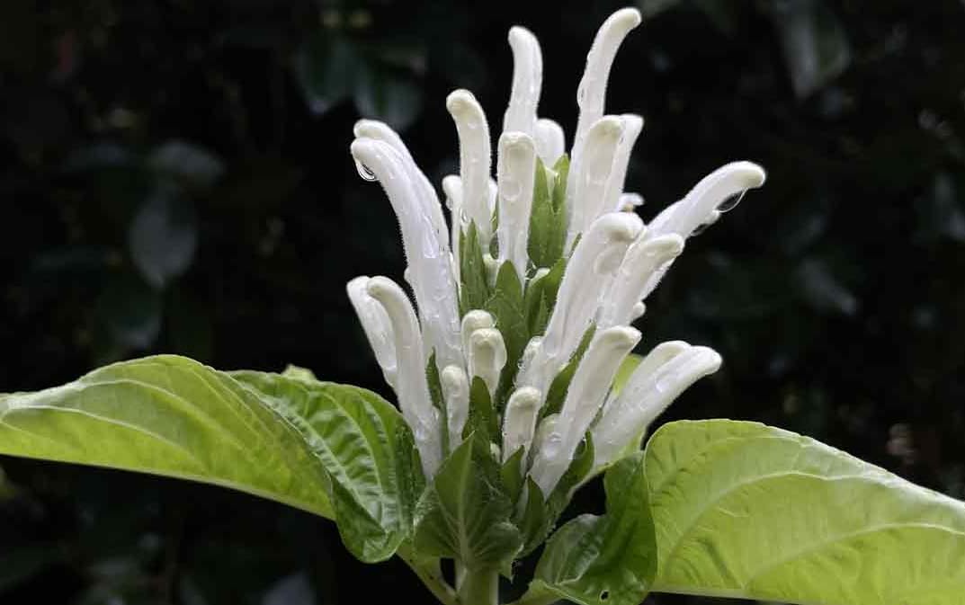 2 Shrimp Live Plants, Perennial Shrimp Plants Shrub, Justica Brandegeana Bush 4-8 Inches (White)