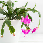 Dark Pink Christmas Cactus Plants Live in 4 Inch Pot, Perennial Christmas Thanksgiving Cactus Plants Potted, Vibrant Flower Holiday Houseplant Indoors Outdoors
