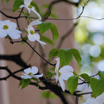 White Flowering Dogwood Tree Live Plant, 6 to 12 Inches Tall, Live Dogwood Tree, Shrub Plant
