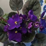 Dark Purple African Violet Live Plant, 4 Inch Pot African Violets Live Plant, Live Afican Violets Plants, Flowering African Violets Live Plants Indoor Garden, Perennial Live African Violet Plants