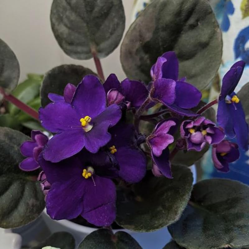 Dark Purple African Violet Live Plant, 4 Inch Pot African Violets Live Plant, Live Afican Violets Plants, Flowering African Violets Live Plants Indoor Garden, Perennial Live African Violet Plants