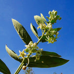 2 Broad Leaf Milkweed Plants Live, Tropical Butterfly Milkweed 4-8 Inches, Perennial Milkweeds Flowers Well Rooted Container or Outdoor Growing