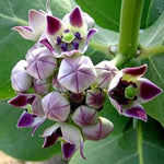 4 Milkweed Plants Live, White Vining Butterfly Milkweed Asclepias Tuberosa Perennial Wildflowers Swamp Common Bush, 5-9" in Tall, No Pot