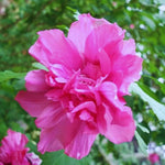 Hardy Hibiscus Plant Live, Double Rose Hibiscus Tree Live Plant from 4 to 7 Inches Tall, Perennial Hibiscus Flower