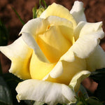 Rose Plant Live, Hybrid Tea Rose Bush Live Plant, 5-9 Inch Tall, Fragrant Flowers Shrub Ready to Plant Outdoor, No Pot, Well-Rooted (Yellow Rose)