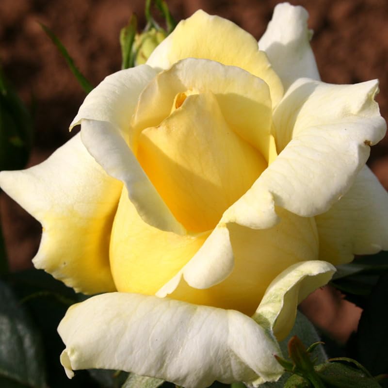Rose Plant Live, Hybrid Tea Rose Bush Live Plant, 5-9 Inch Tall, Fragrant Flowers Shrub Ready to Plant Outdoor, No Pot, Well-Rooted (Yellow Rose)