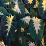 Combo 3 Yellow Green Colocasia Live Plants, Elephant Ear Esculenta Taro, 5 to 8" in Tall, Alocasia Live Plant for Planting, Live Houseplant Colocasia Plant