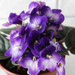 Blue White African Violet Live Plant, 4 Inch Pot African Violets Live Plant, Live Afican Violets Plants, Flowering African Violets Live Plants Indoor Garden, Perennial Live African Violet Plants