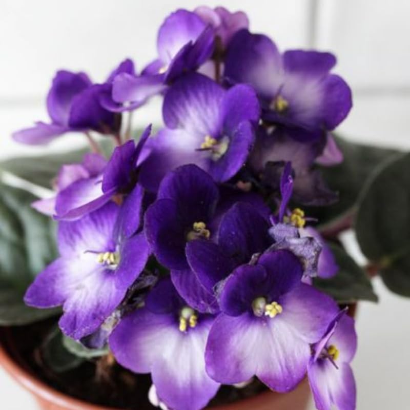 Blue White African Violet Live Plant, 4 Inch Pot African Violets Live Plant, Live Afican Violets Plants, Flowering African Violets Live Plants Indoor Garden, Perennial Live African Violet Plants