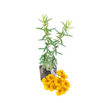 4 Frech Tarragons Live Plants, 4-7 Inch Tall, Tarragon Herb Plant, Indoor Outdoor Planting