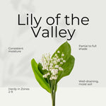 5 Lily of The Valley Roots, White Lilies of The Valley Flower Bulbs, Indoor Outdoor Planting