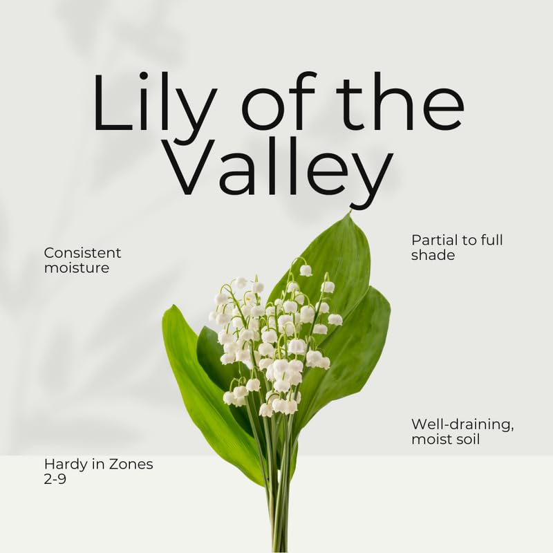 5 Lily of The Valley Roots, White Lilies of The Valley Flower Bulbs, Indoor Outdoor Planting