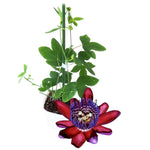 Passion Flower Plant Live, 5 to 8 Inch Tall Passiflora Vine, Fragrant Climbing Plant for Garden or Trellis, No Pot, Well-Rooted (Burgundy Red Passion Flower)