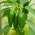 2 Jalapeno Pepper Live Plants Per Pot, 80 Days Old Pepper Plant Well Rooted Seedlings, Hot Peppers Plants for Year Round Harvesting, No CA