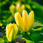 Yellow Magnolia Tree Live Plant in 1 Gallon Pot, 1-2 Feet Tall, 2 Years Old Well-Rooted Tree, Cold Hardy, Magnolia Shrub for Spring Planting, Fast-Growing