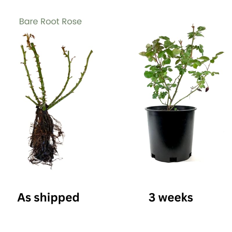 Purple Climbing Rose Live Plant, 6 Months Old Starter, Fragrant Purple Climbing Roses for Planting Outdoor, No Pot