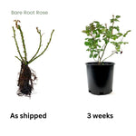 2 Purple Rose Climbing Live Starter Plants, Fragrant Purple Climbing Rose for Planting Outdoor, No Pot, 1 Year Old Rose Plant, Well-Rooted Rose Plants Live Ready to Plant