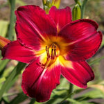 Pack 3 Red Daylily Bulbs for Planting, Hardy Perennial Flower with Vibrant Blooms, Reblooming Daylilies Bulbs for Garden Borders and Containers