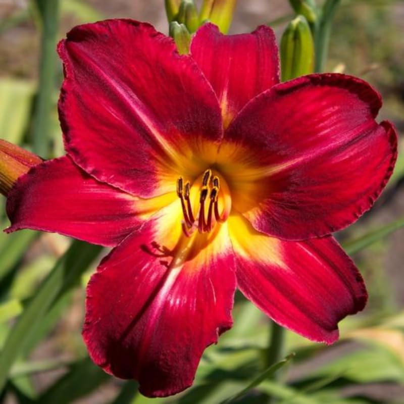 Pack 3 Red Daylily Bulbs for Planting, Hardy Perennial Flower with Vibrant Blooms, Reblooming Daylilies Bulbs for Garden Borders and Containers
