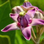 4 Milkweed Plants Live, White Vining Butterfly Milkweed Asclepias Tuberosa Perennial Wildflowers Swamp Common Bush, 5-9" in Tall, No Pot