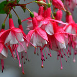 Pack 4 Fuchsia Plants Live, Red White Flower Plant, 4 to 6 Inches Tall, Fuchsia Live Plants 4 Inc Potted