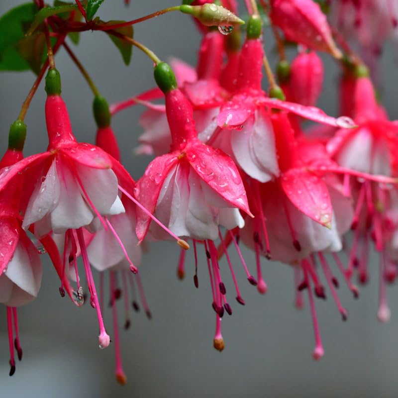 Pack 4 Fuchsia Plants Live, Red White Flower Plant, 4 to 6 Inches Tall, Fuchsia Live Plants 4 Inc Potted