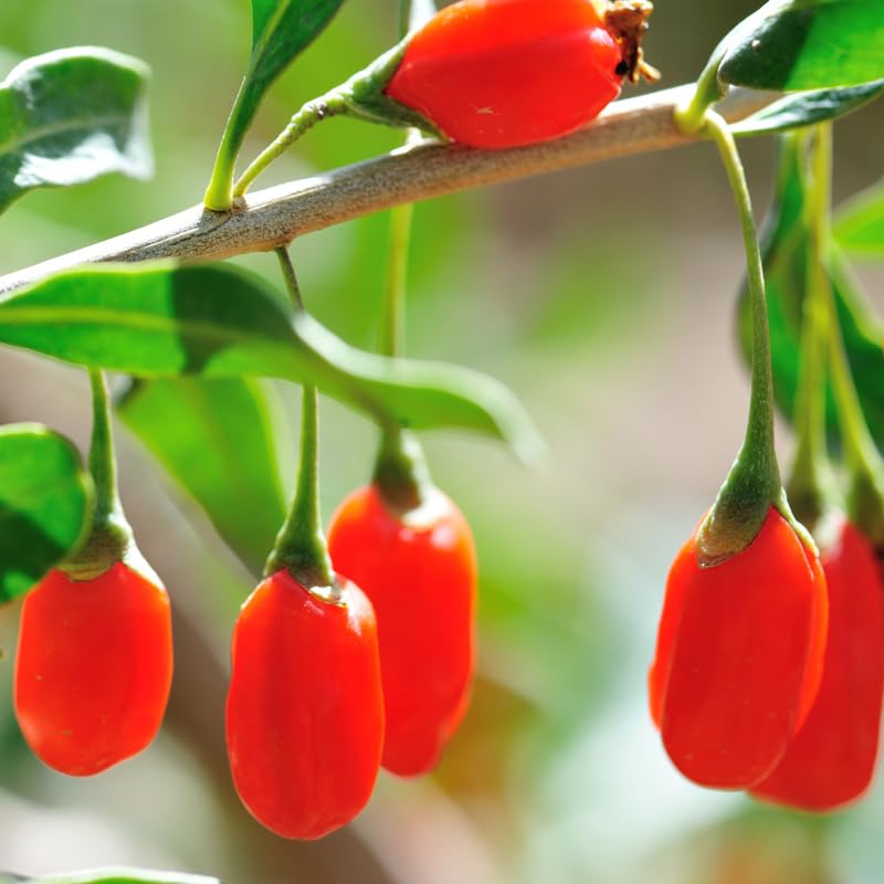 2 Red Goji Berry Plants Live 4 to 8 Inch Tall, Sweet Goji Berry Trees Plants, Berry Fruit Tree Perennial Garden Simple to Grow