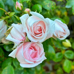 Pink Climbing Rose Live Starter Plant, Fragrant Pink Rose Ready to Plant, Climbing Rose for Planting Outdoor, No Pot, 1 Year Old Rose Plant