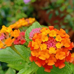 2 Orange Lantana Plants Live, Colorful Perennial, Long-Blooming and Very Hardy, Size 5 to 12 Inches in Tall, Well-Rooted, Outdoor Planting