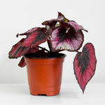 Exotic Red Begonia Plants Live, Rare Begonias Indoor Growing, Hanging Basket, Starter 5 to 9 Inc Tall