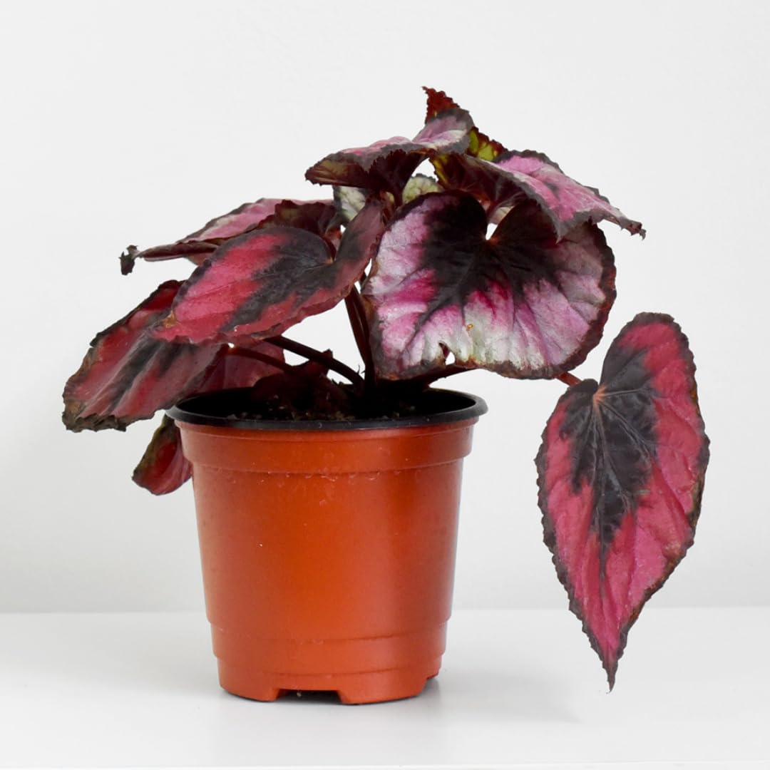 Exotic Red Begonia Plants Live, Rare Begonias Indoor Growing, Hanging Basket, Starter 5 to 9 Inc Tall